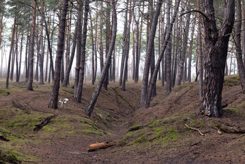 forest in the morning