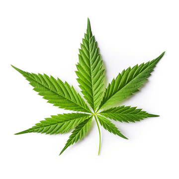 Green cannabis leaves isolated on white background. Growing medical marijuana. Young leaf of cannabis plant isolated on white background. Top view.