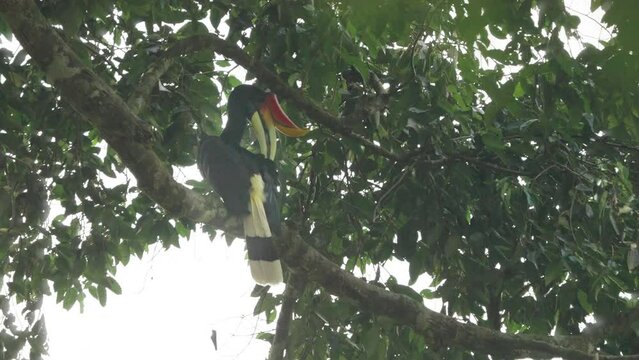 a rhinoceros hornbill perched in a rainforest tree preens the top of its wings at gunung leuser national park on sumatra, indonesia