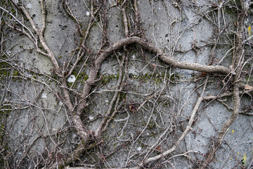 Roots on a tree