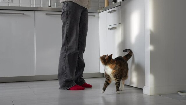 Hungry curious cat walks around its owner in kitchen, waiting for tasty meal from refrigerator, wagging tail. Feeding time. Relationship of pet lover and domestic cat. Pet behavior concept