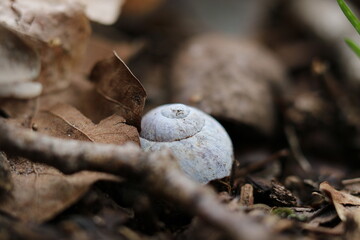 snail shell on forest floor