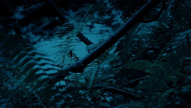 Heavy Rainfall In Dark Forest Detail
