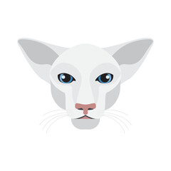 Oriental cat face, head of white kitten with blue eyes, large ears and muzzle of triangle shape vector illustration