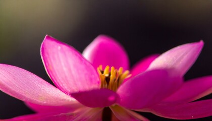 Fototapeta premium Soft pink flower close-up. Stunningly beautiful nature background.