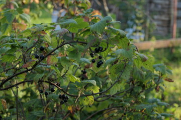 Fototapeta na wymiar blackcurrants on branch