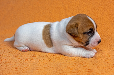 small male Jack Russell terrier puppy lies on a peach background. grooming and caring for puppies