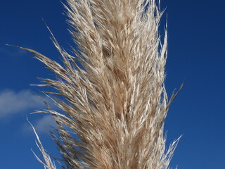 grass plumes against blue sky