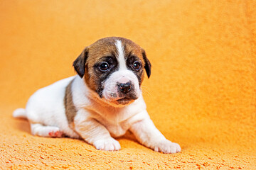 small Jack Russell terrier puppy sits on a peach blanket. Care and care for puppies