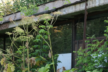 old overgrown abandoned building
