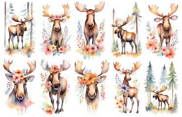 Cute baby moose, woodland animal nursery watercolor illustration set. Illustration for children. Nursery posters