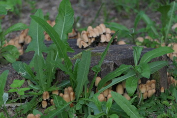 mushrooms in the forest