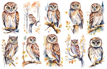 Woodland bird owl children nursery watercolor illustration set. Bird watercolor sketch