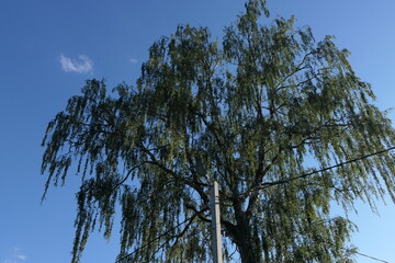 willow tree against blue sky