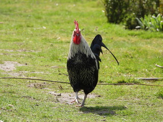 black and white rooster making funny walk