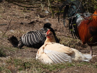 sandbathing chickens in the sun