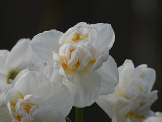 Naklejka na ściany i meble white narcissus flower