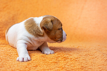 small female Jack Russell terrier puppy lies on a peach background. grooming and caring for puppie