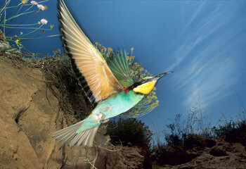 European Bee-eater, Merops apiaster, adult in flight toward the nest. Porto Ferro, Alghero,...