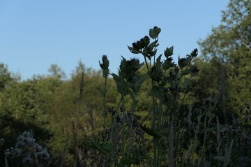 wild flowers in the meadow