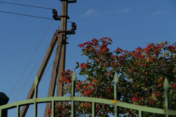 green gate, red flowers and pole against blue sky