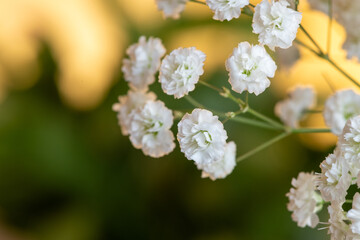 Close up of gypsophila flowers in bloom