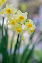 Beautiful wild fragrant Narcissus flowers in full bloom at Feb Meadow nature reserve. Blacksea region Turkey.	