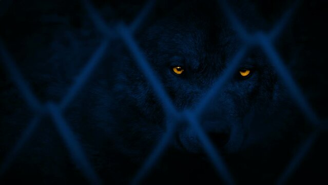 Wolf In Enclosure At Night With Glowing Eyes
