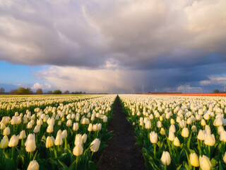 A field of tulips during storm, Netherlands. Agriculture in Holland. Rows on the field. Landscape with flowers during day time. Clouds as a background. Flevoland, Netherlands. - 745426831
