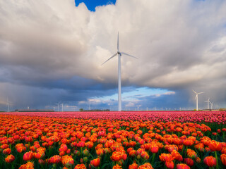A field of tulips during storm, Netherlands. A wind generator in a field in the Netherlands. Green energy production. Landscape with flowers. Photo for wallpaper and background. - 745427022