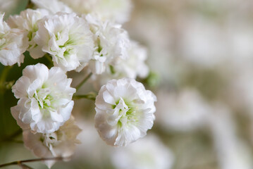 Close up of gypsophila flowers in bloom