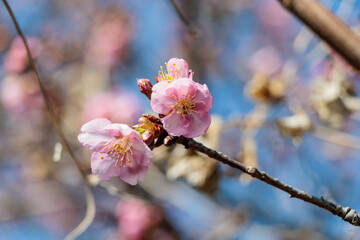 早春を告げる早咲の桜