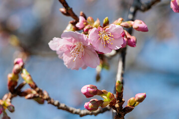 早春を告げる早咲の桜