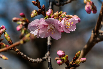 早春を告げる早咲の桜