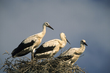 three white storks in nest sardinia