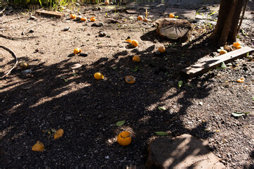 Sunlit garden path with scattered ripe oranges on dark soil, vibrant green foliage background, tranquil nature scene
