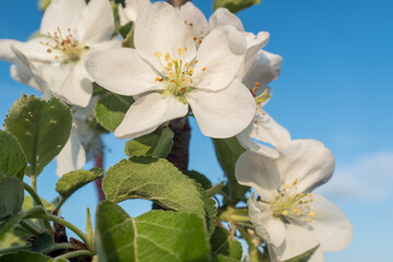 Blooming white apple flowers on the blue sky background for publication, design, poster, calendar, post, screensaver, wallpaper, postcard, banner, cover, website. High quality photo