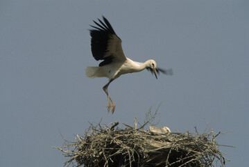 white stork in the nest sardinia