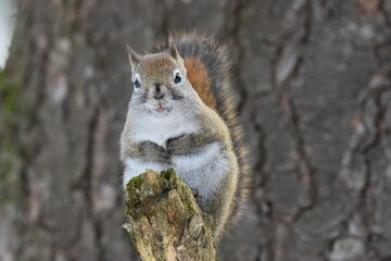 La Plaine 25 Février 2024