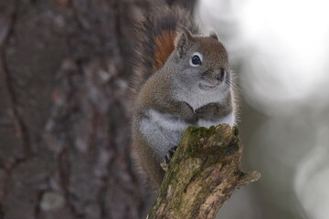 La Plaine 25 Février 2024