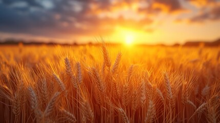 Obraz premium a field of wheat at sunset with the sun shining through the clouds and the sun peeking through the clouds in the distance, with the sun shining through the wheat.