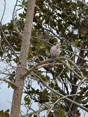 Budva tree palm olive cloudy winter sadness