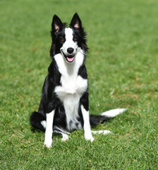 Fototapeta premium a beautiful and puppy border collie dog