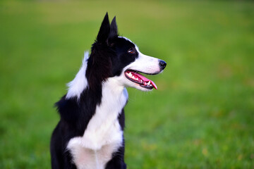 Border Collie puppy sitting on the grass in the garden in spring