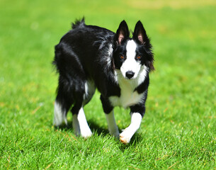 Border Collie puppy sitting on the grass in the garden in spring