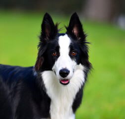 Border Collie puppy sitting on the grass in the garden in spring