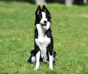 Fototapeta premium un bonito perro de raza Border collie en el parque