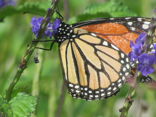 A Monarch Butterfly