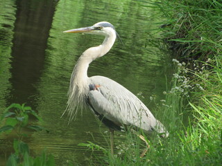 Heron