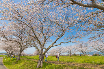 Obraz premium 草場川の桜並木（福岡県筑前町）
